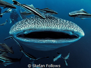 Smile ... ! Whale Shark - Rhincodon typus. Sail Rock, Tha... by Stefan Follows 